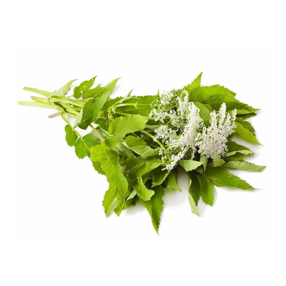 Angelica root (Angelica Archangelica) Dried Root - BIOKOMA® - Dried Herbs