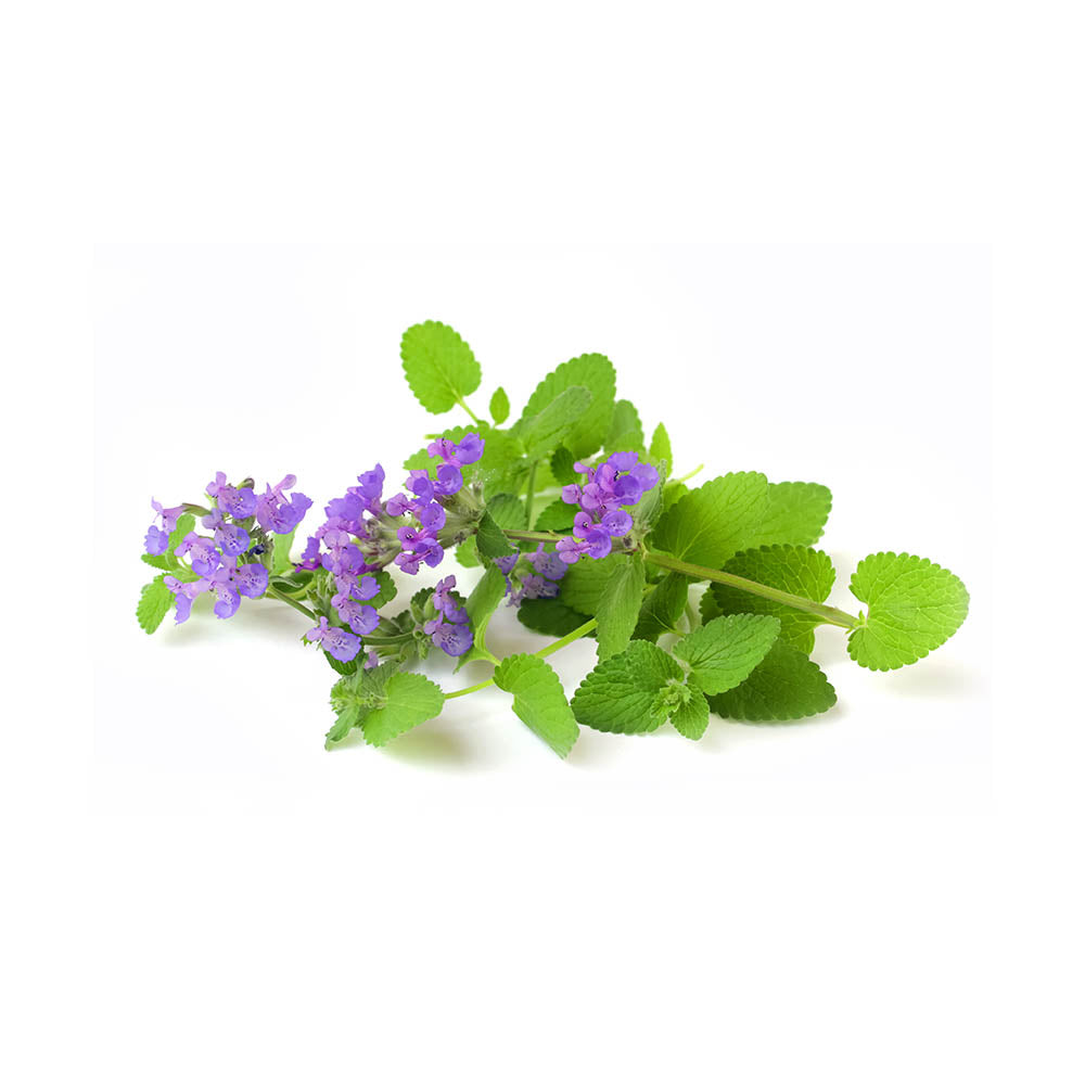 Catnip (Nepeta cataria) Dried Herb | Biokoma