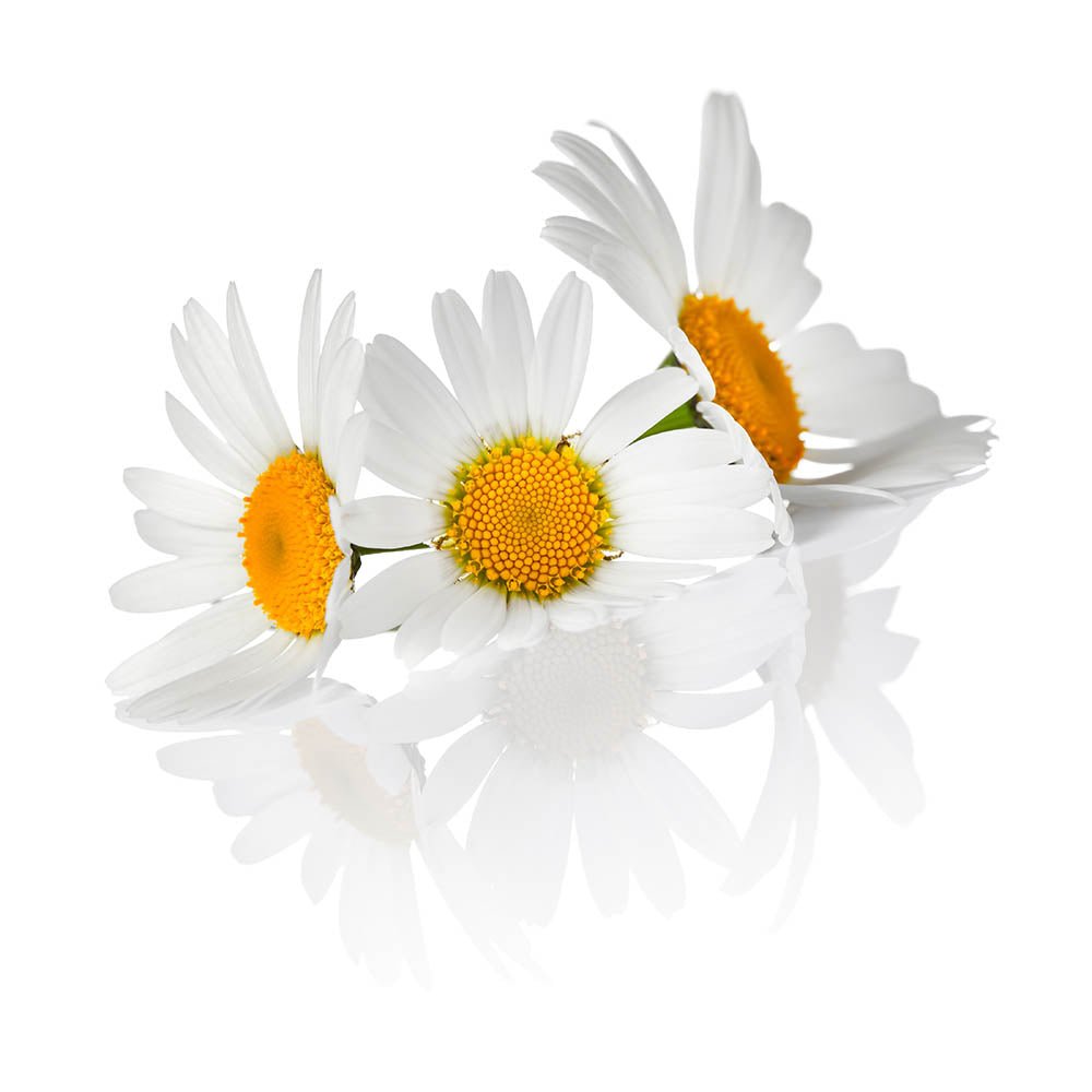 Chamomile (Anthodium chamomillae) Dried Flowers - BIOKOMA® - Dried Herbs
