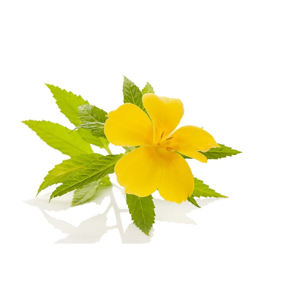 Benefits of Damiana Leaves - BIOKOMA® - Dried Herbs