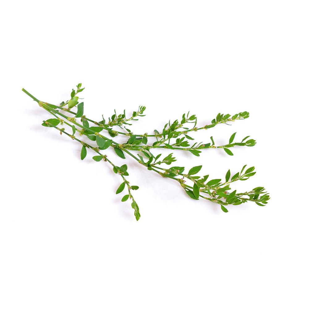 Knotgrass (Polygonum aviculare) Dried Herb - BIOKOMA® - Dried Herbs