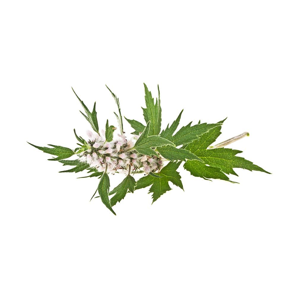 About Motherwort (Leonuri herba) Dried Herb - BIOKOMA® - Dried Herbs