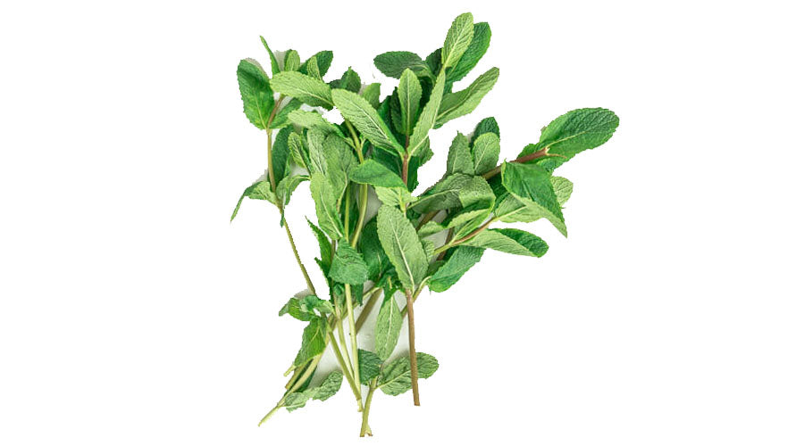 Peppermint - not only a beautifully fragrant herb. Why is it worth drinking peppermint?