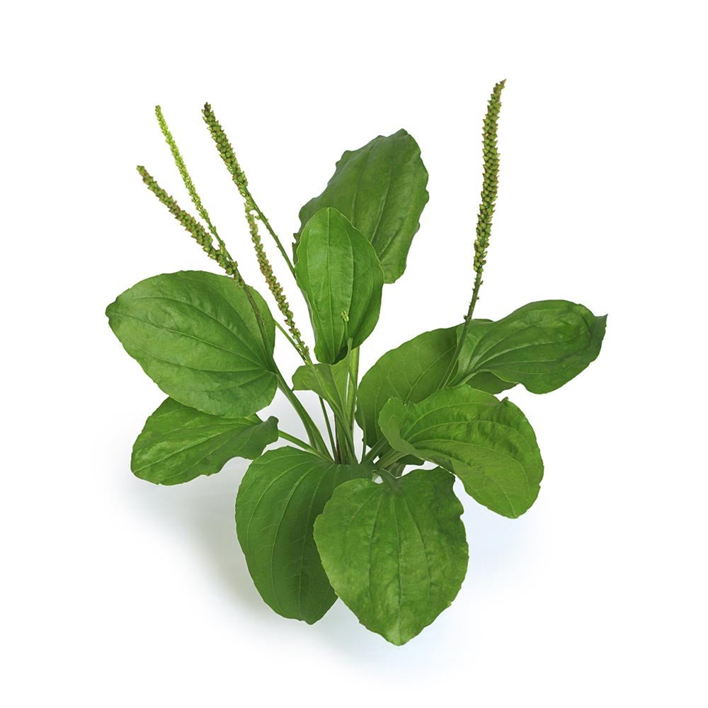 Plantain (Plantago lanceolata) Dried Leaf - BIOKOMA® - Dried Herbs