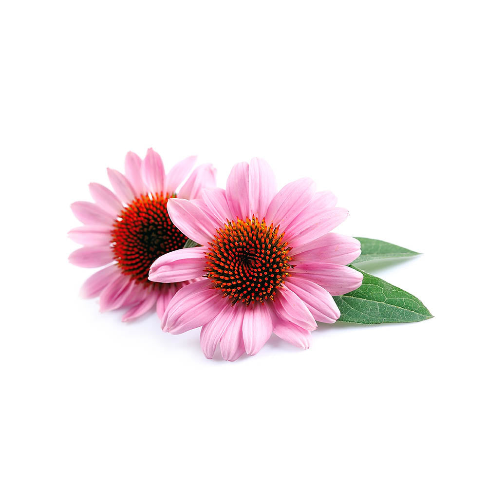 Organic Purple Coneflower (Echinacea Purpurea) Dried Herb