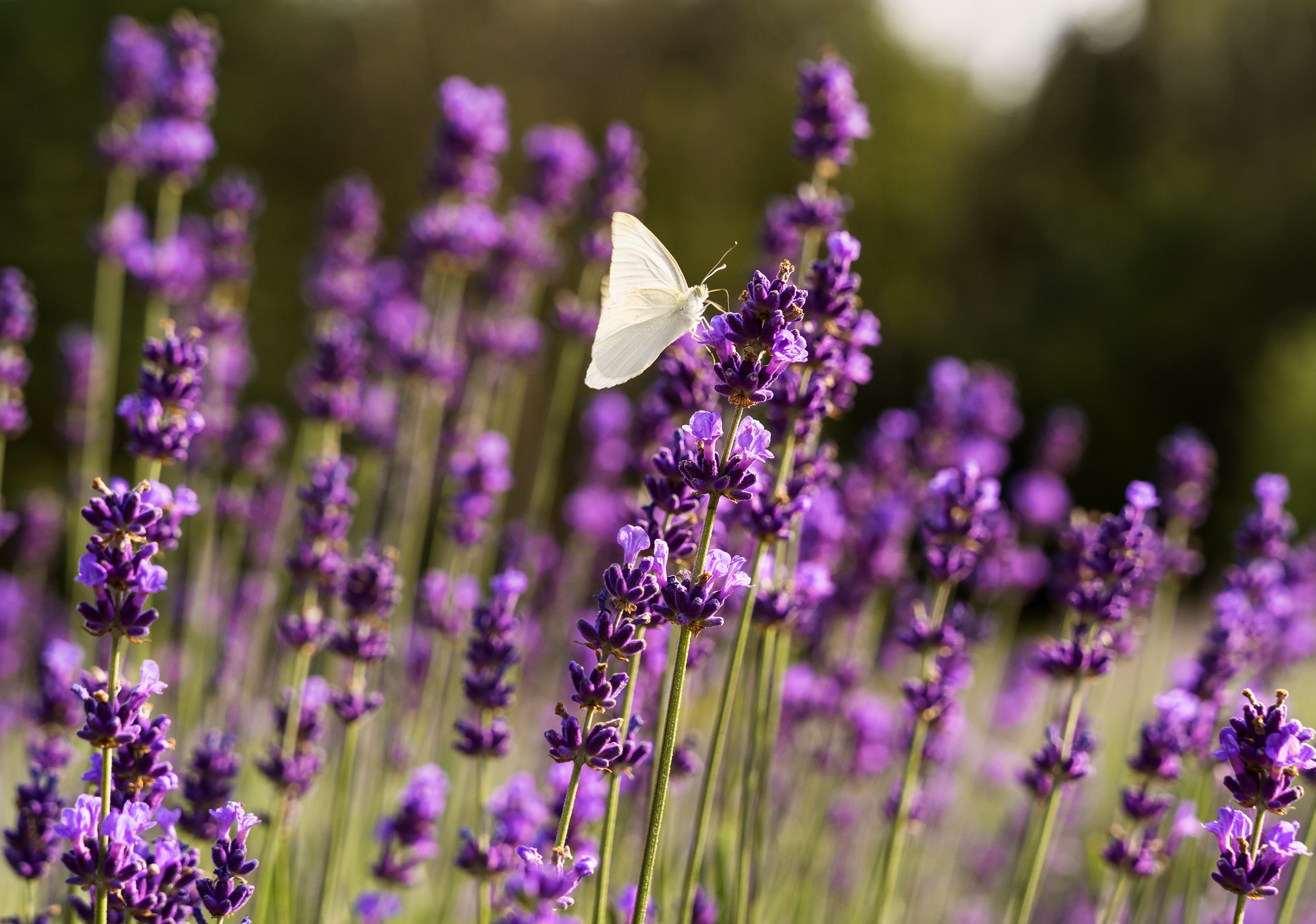 Lavender - a beautifully fragrant herb with valuable properties - BIOKOMA® - Dried Herbs