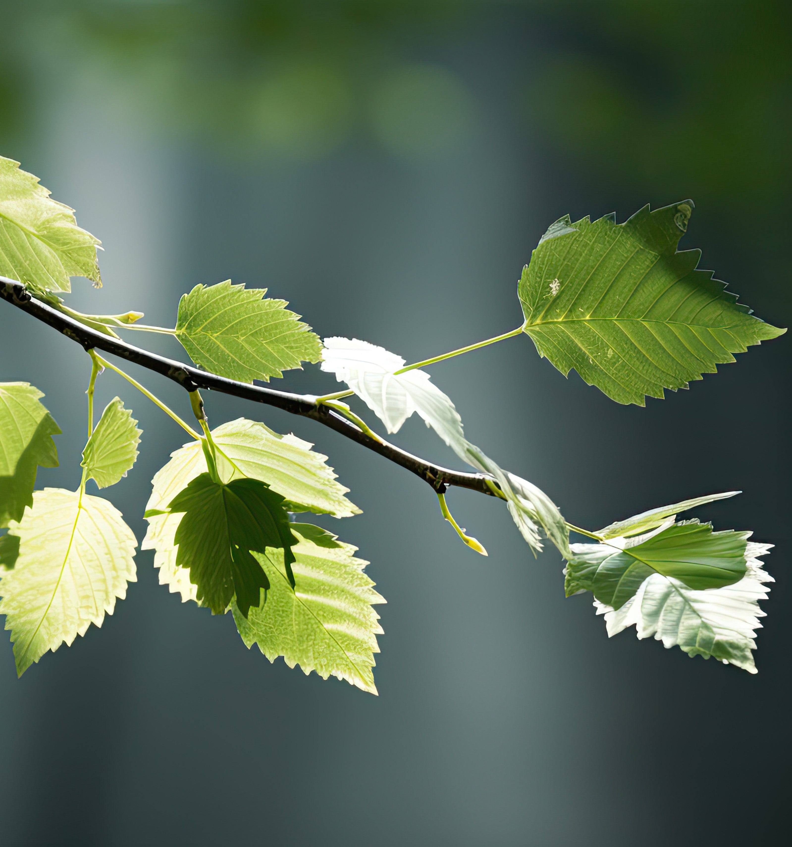 Health properties of birch leaves tea - BIOKOMA® - Dried Herbs