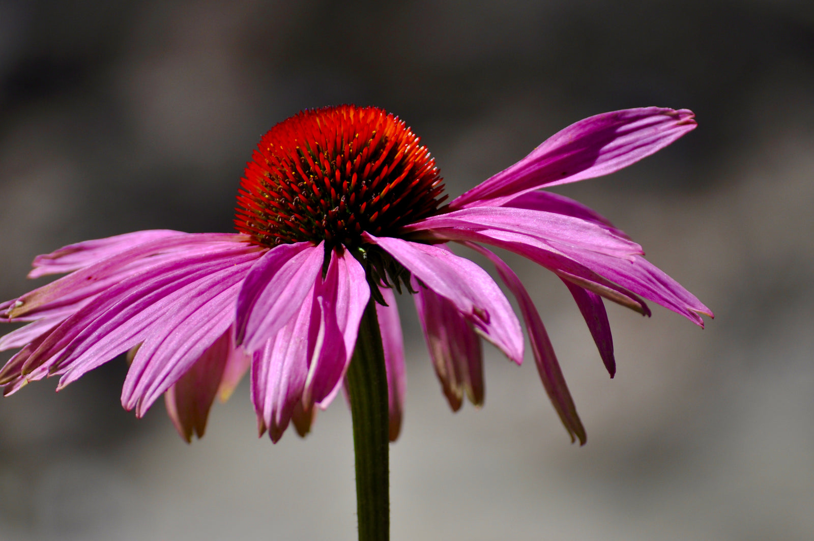 Purple coneflower (Echinacea purpurea) - a beautiful flower with extraordinary health properties - BIOKOMA® - Dried Herbs