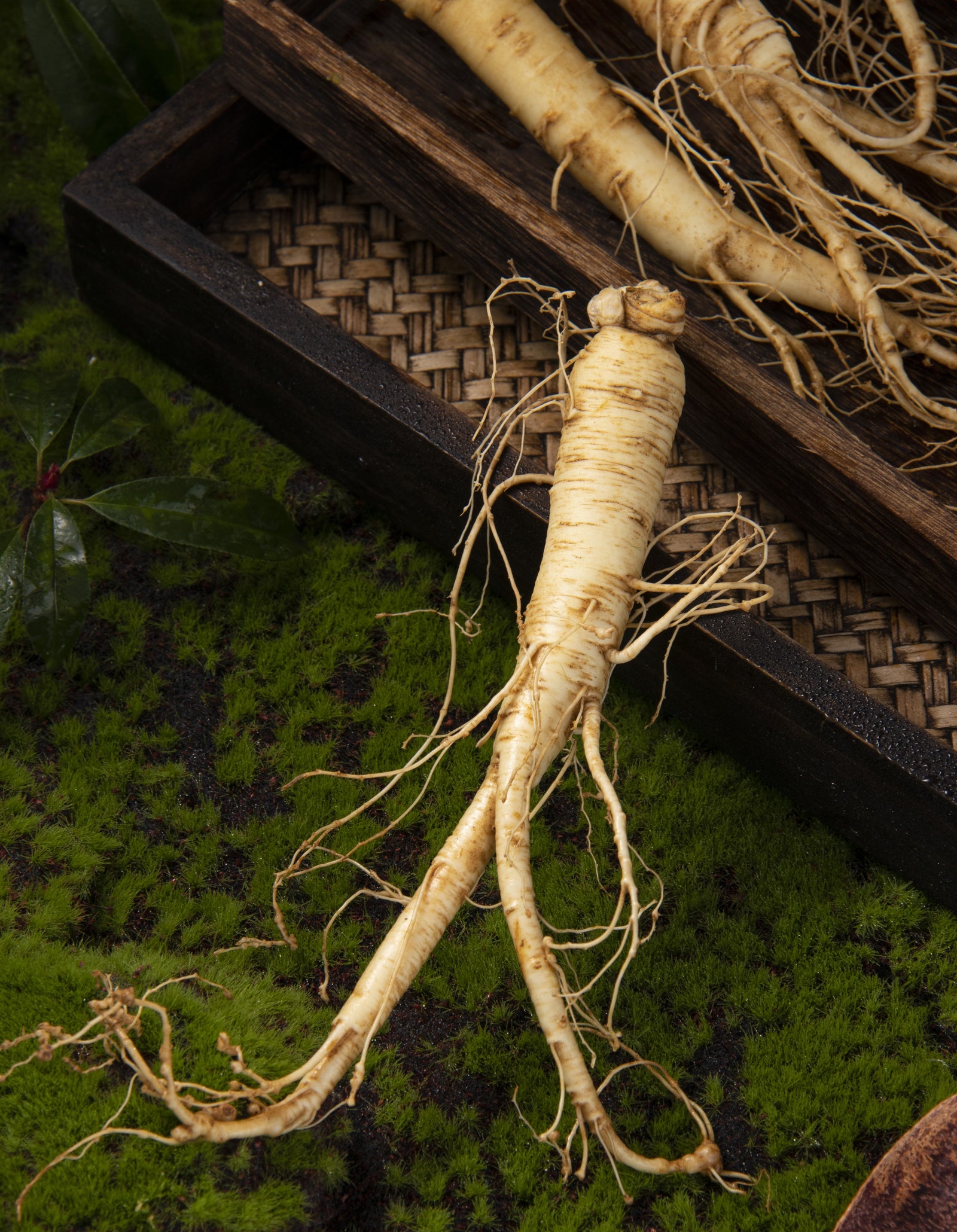 Ginseng - the root of life - BIOKOMA® - Dried Herbs