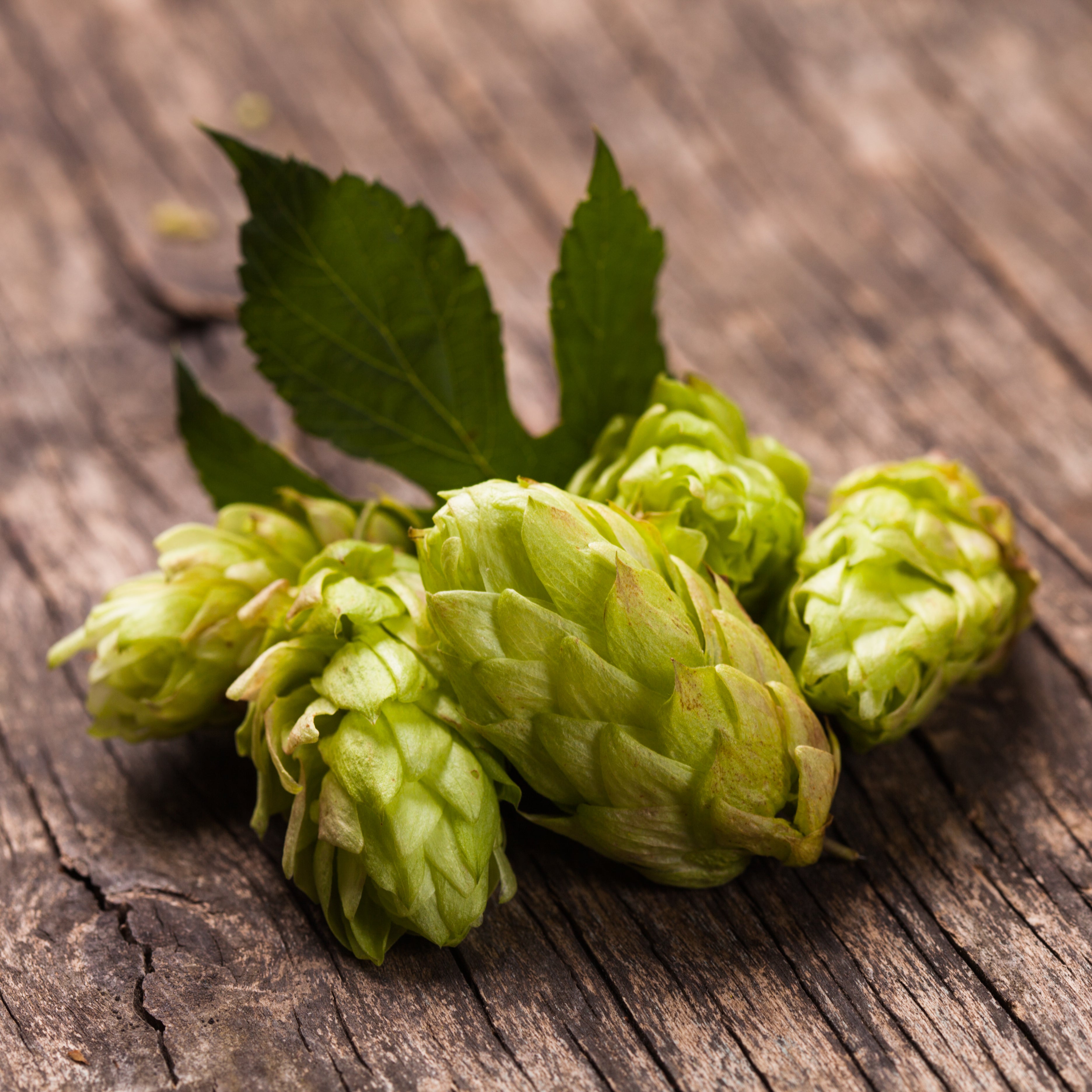 Hops - a wonderful plant not only for beer production - BIOKOMA® - Dried Herbs