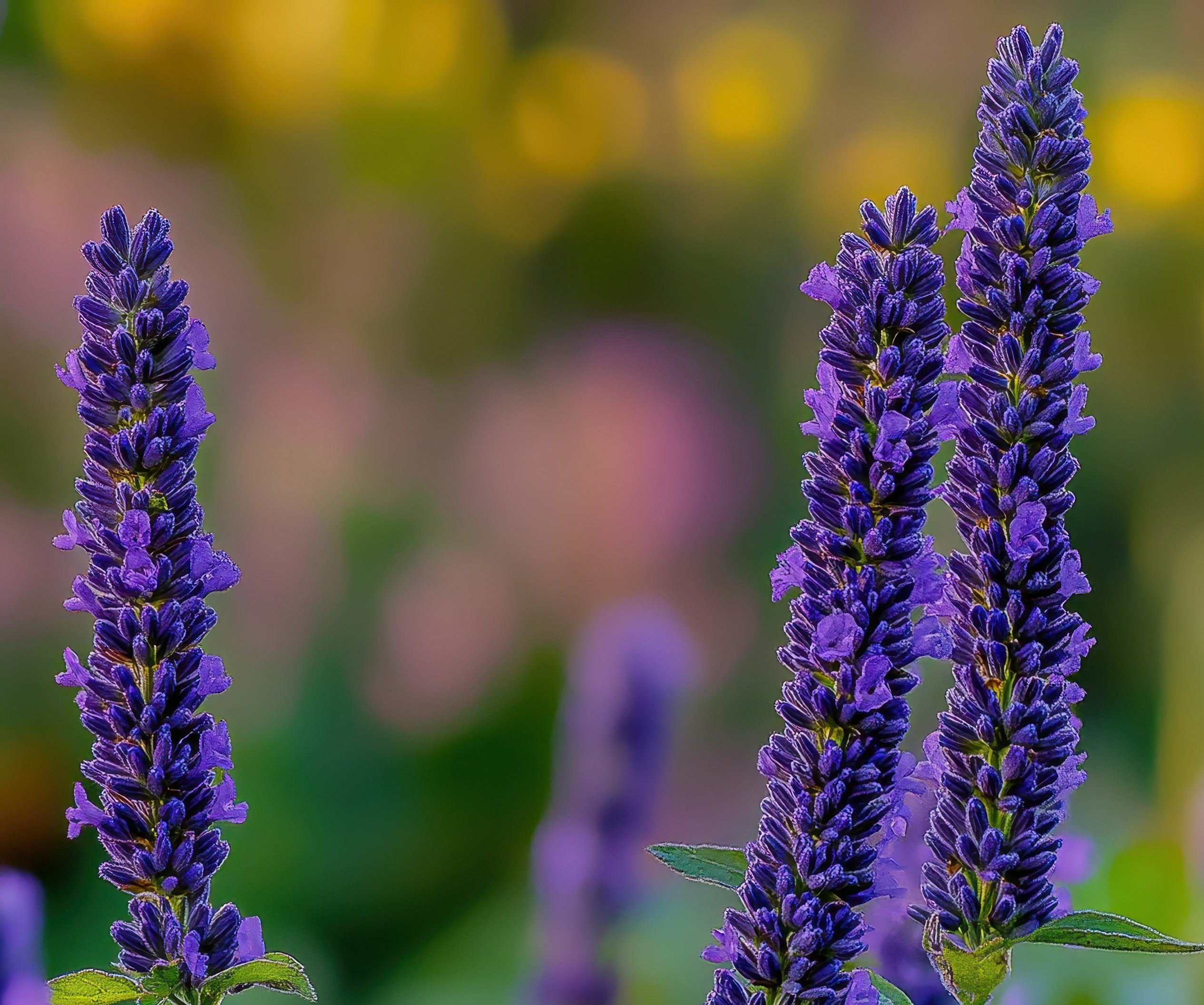 Hyssop (Hyssopus officinalis) - forgotten herb with valuable properties - BIOKOMA® - Dried Herbs