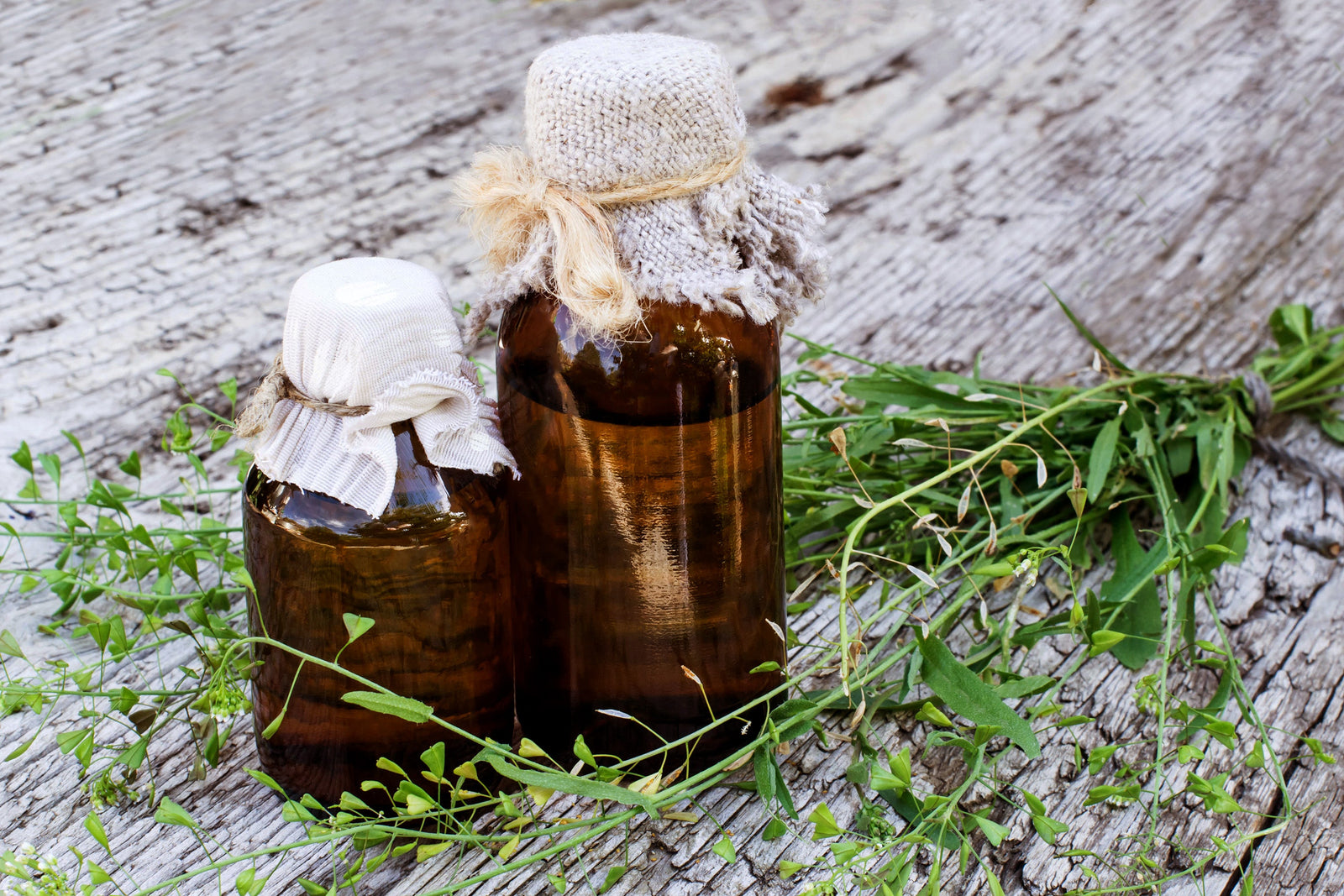 Swedish Bitters - the secret of a healing mixture - BIOKOMA® - Dried Herbs