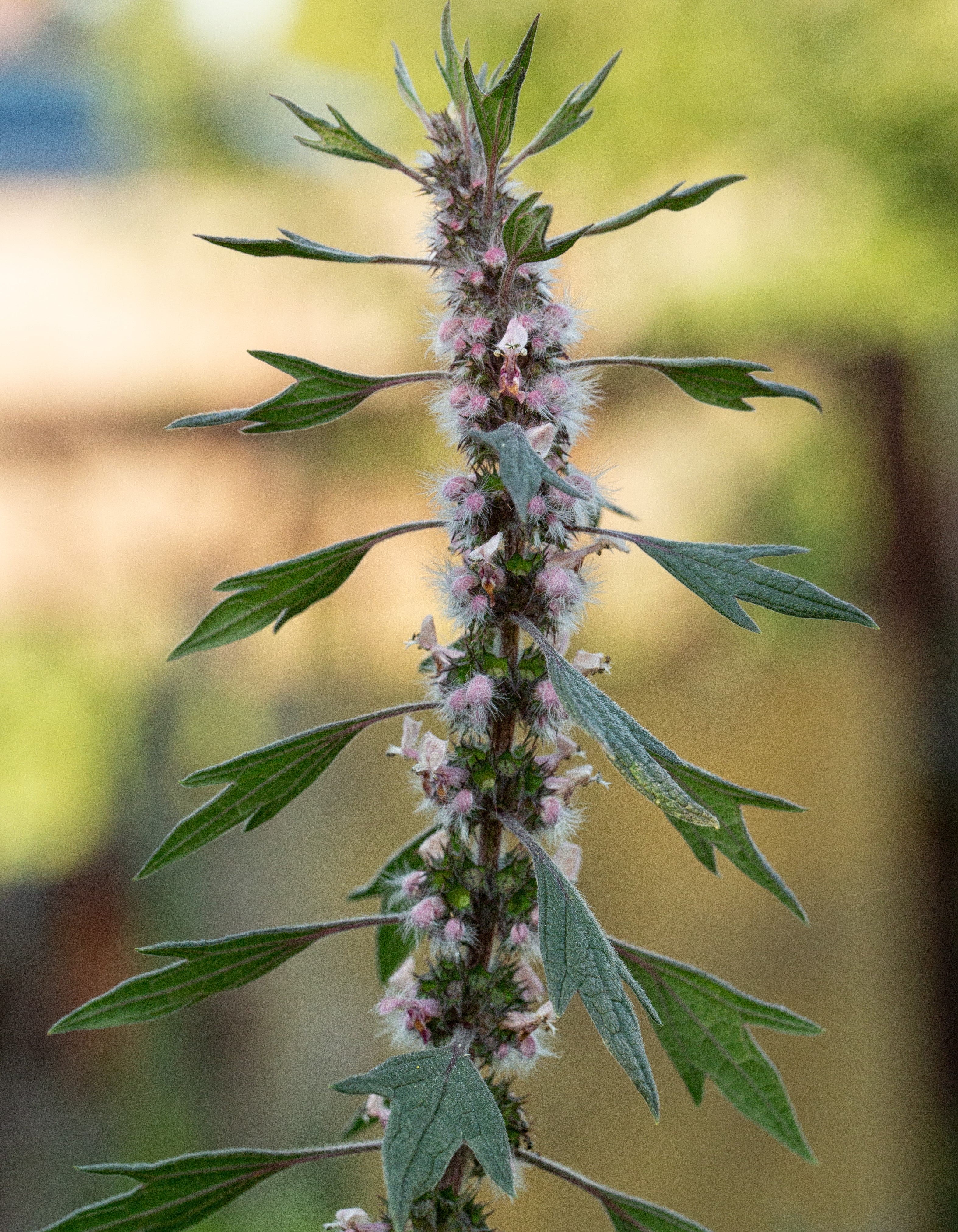 6 Motherwort Benefits Everyone Needs To Know About - BIOKOMA® - Dried Herbs