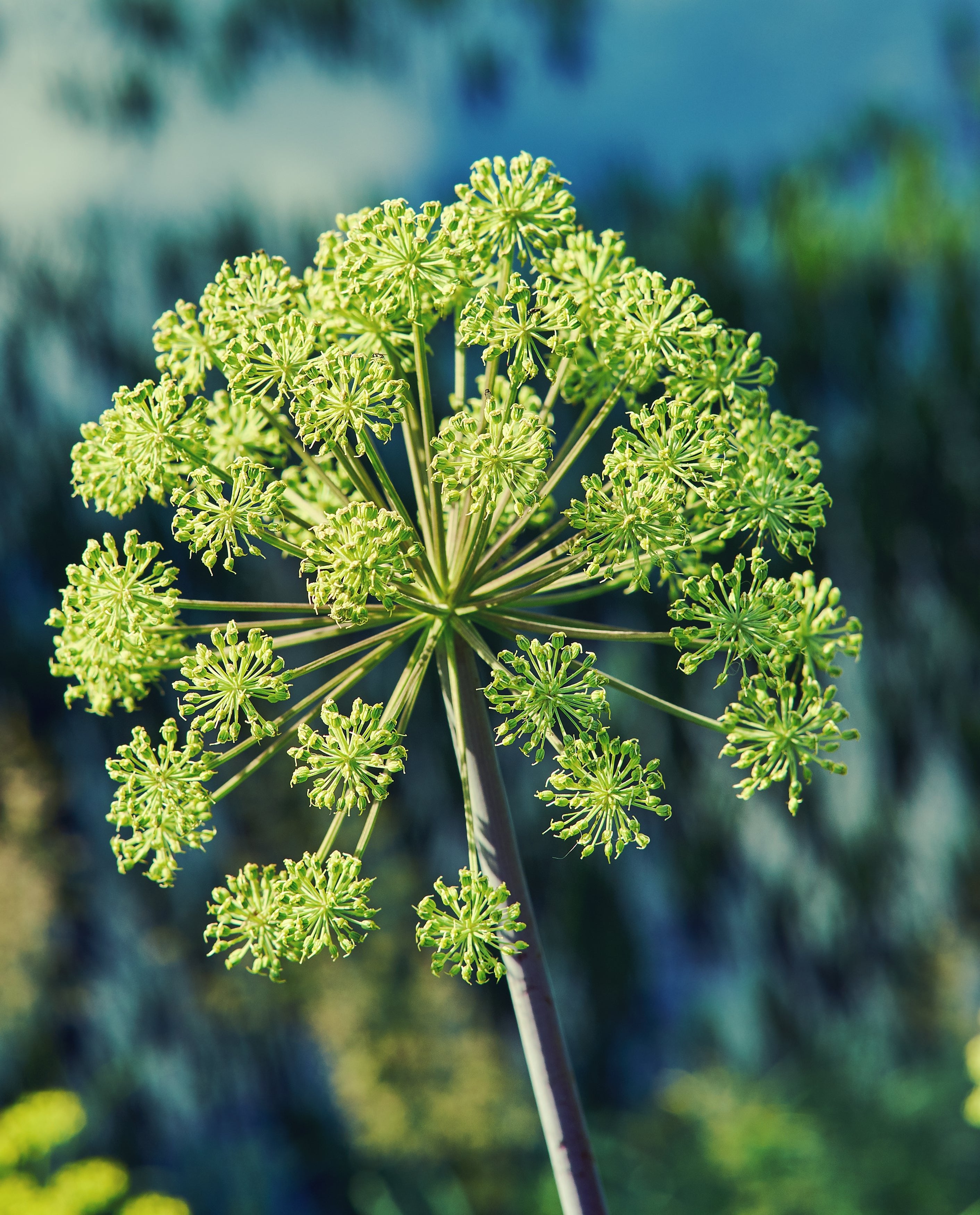What can Angelica root tea help with? - BIOKOMA® - Dried Herbs