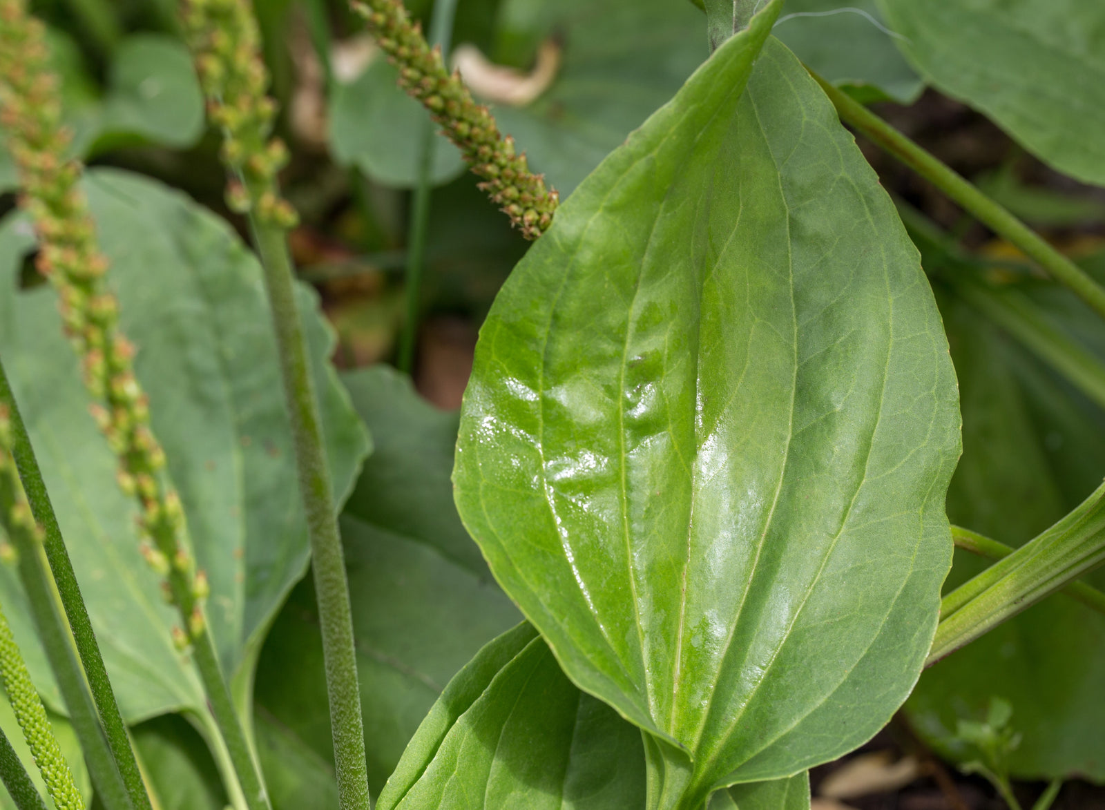Plantain (Plantago lanceolata) - a weed with wonderful health properties - BIOKOMA® - Dried Herbs