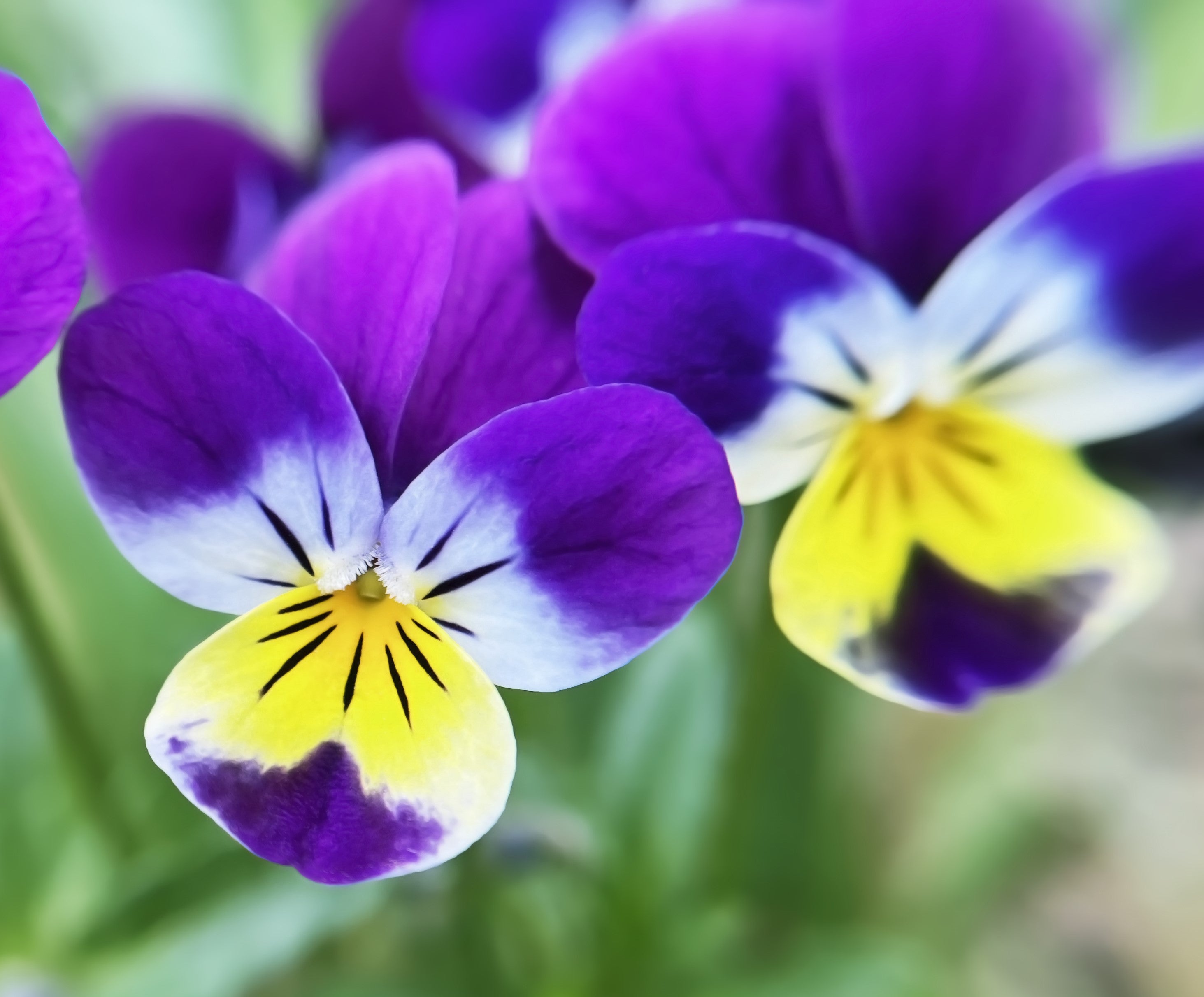 Heartsease (Viola tricolor) - not only a colorful decoration of our balconies and gardens - BIOKOMA® - Dried Herbs
