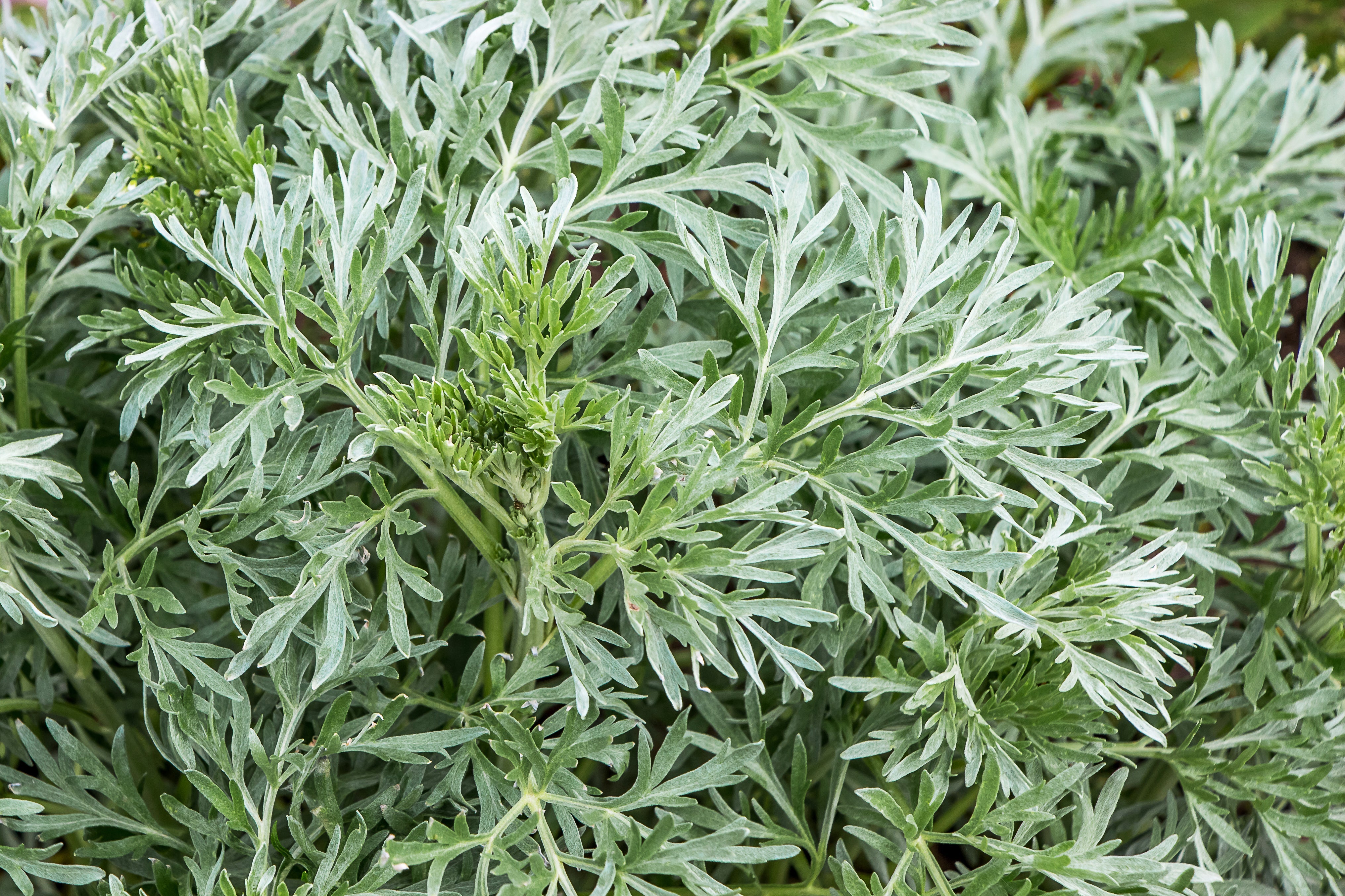 Wormwood (Artemisia absinthium) - what effect does it have on our health - BIOKOMA® - Dried Herbs