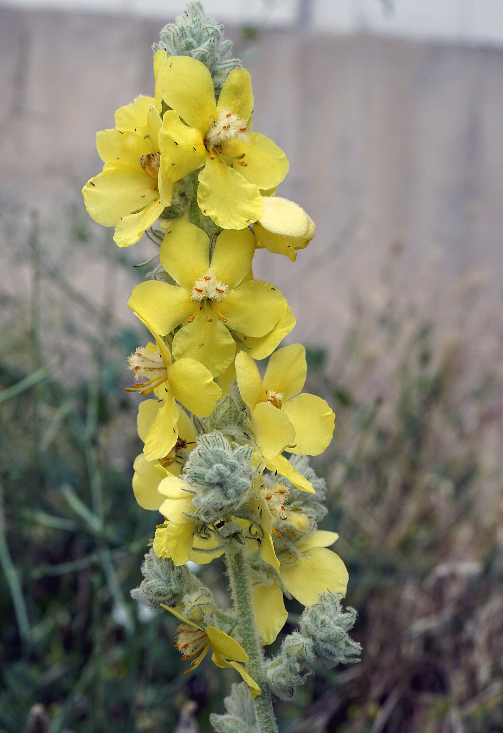 Mullein tea for respiratory problems - BIOKOMA® - Dried Herbs