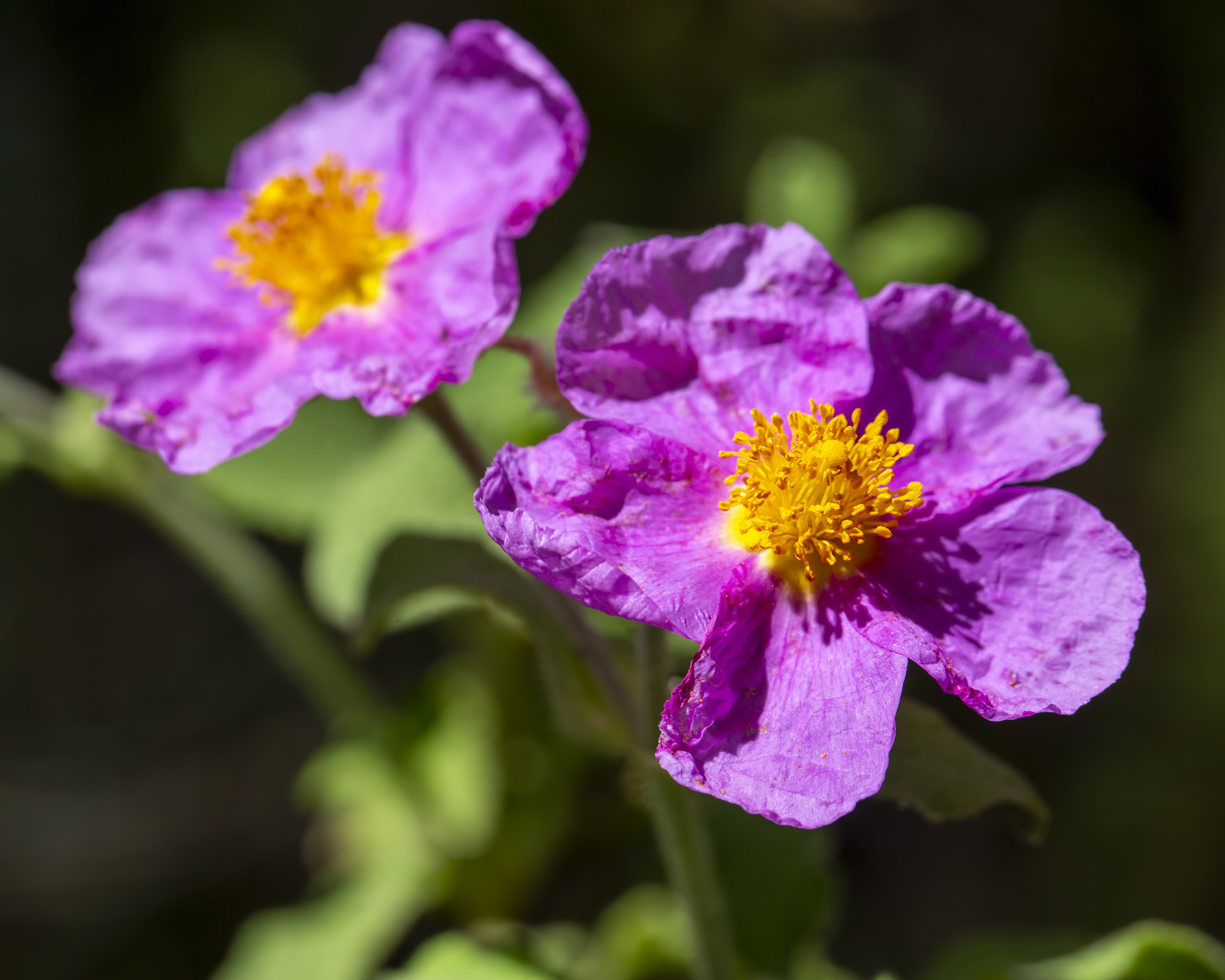 Health benefits of Cistus tea - BIOKOMA® - Dried Herbs