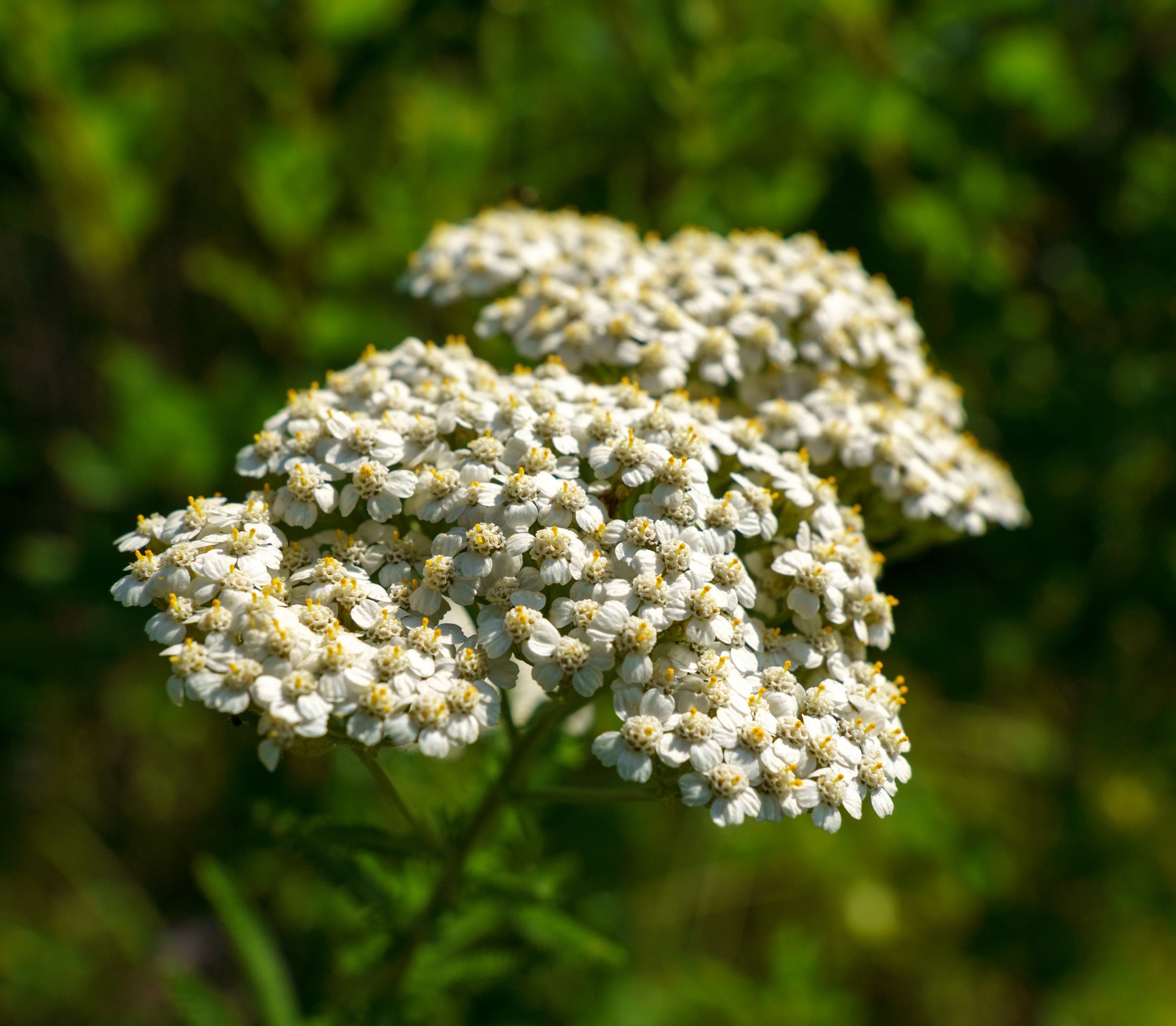 What can yarrow tea be used for? - BIOKOMA® - Dried Herbs