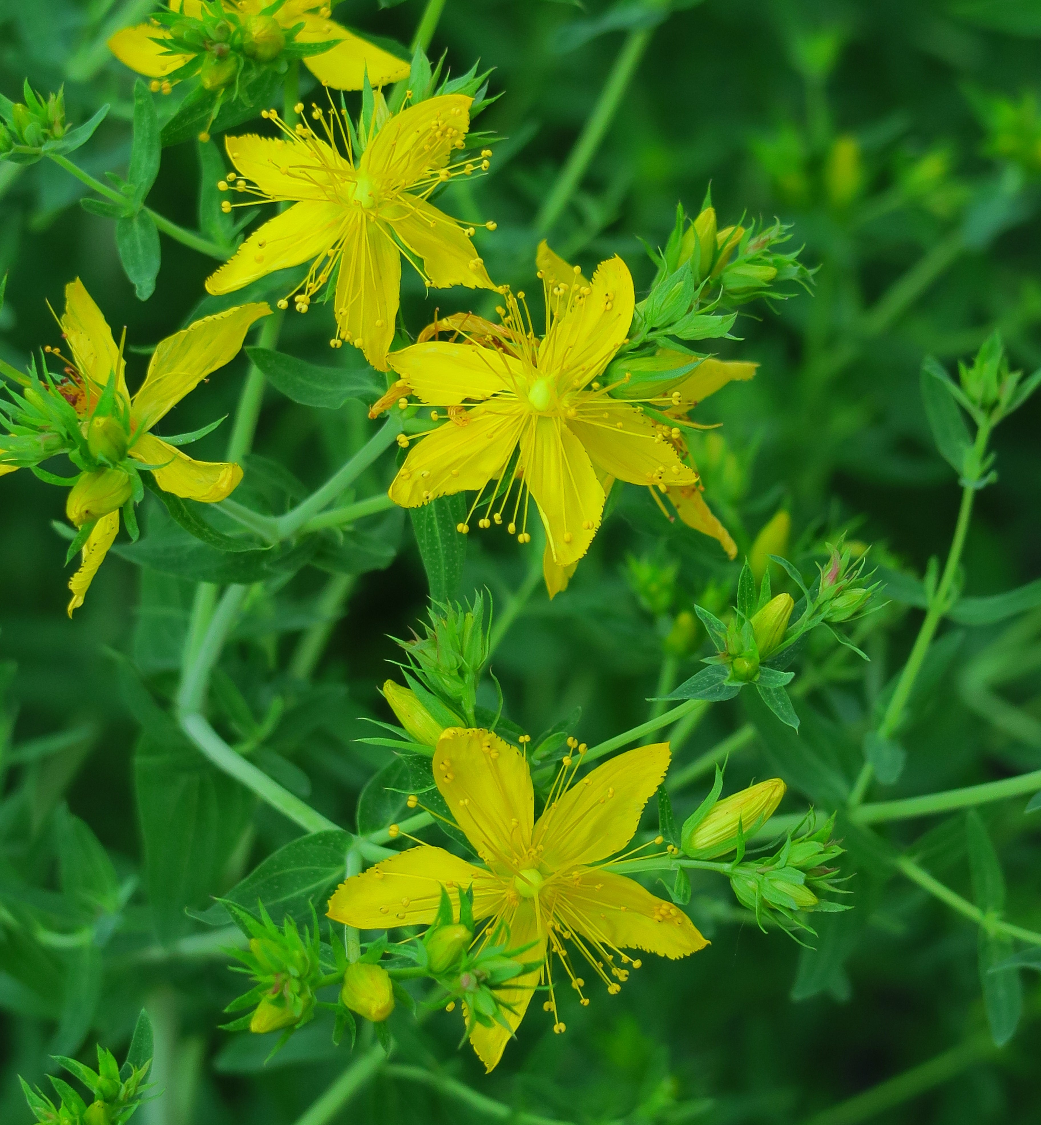 Mood-boosting herbs – a natural way to a better day - BIOKOMA® - Dried Herbs