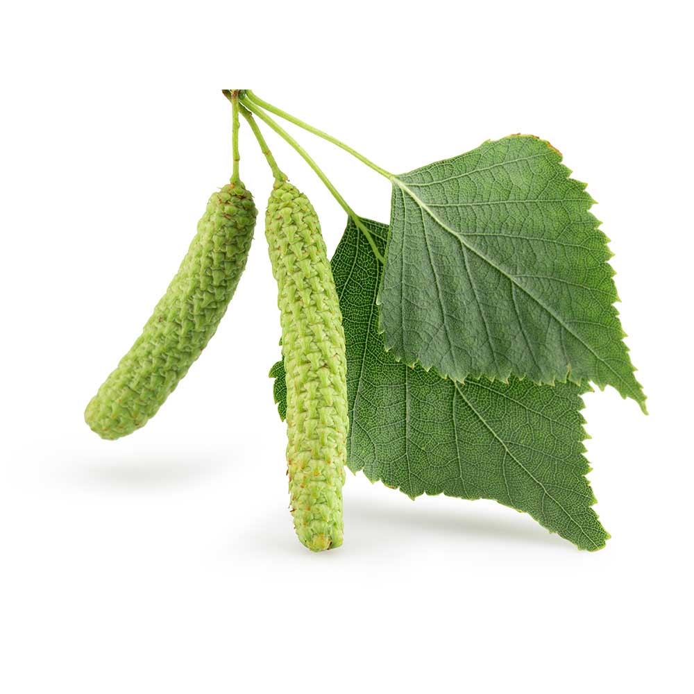 Birch (Betulae folium) Dried Leaves - BIOKOMA® - Dried Herbs