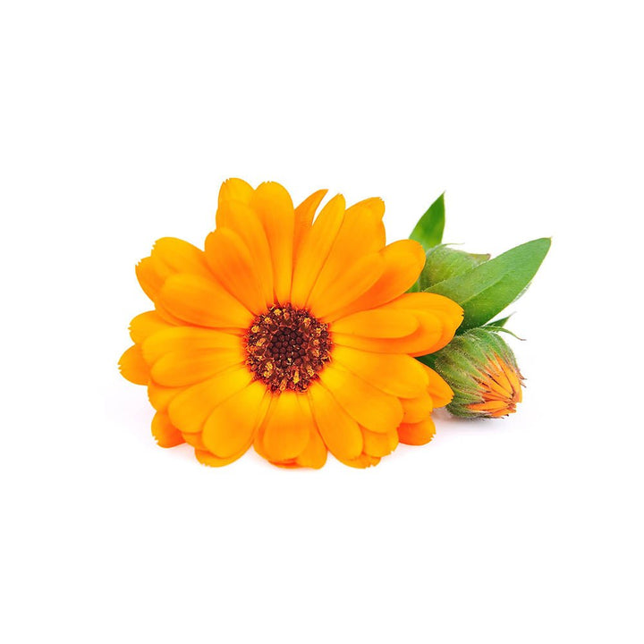 Health Benefits of Calendula - BIOKOMA® - Dried Herbs