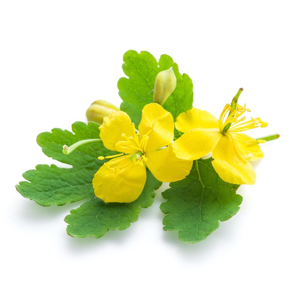 Celandine Uses as a Medicinal Plant - BIOKOMA® - Dried Herbs