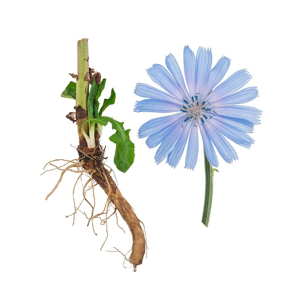 Chicory (Chichorium intybus) Dried Root - BIOKOMA® - Dried Herbs