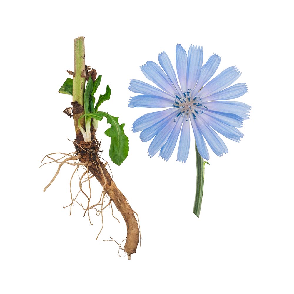 Chicory (Chichorium intybus) Dried Root Herbal Tea