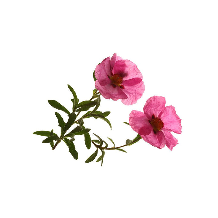 Organic Rock Rose Herb (Cistus incanus) - natural protection against ticks - BIOKOMA® - Dried Herbs