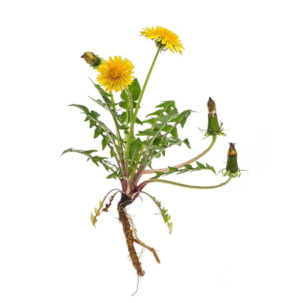 Organic Dandelion (Taraxacum officinale) Dried Root Herb - BIOKOMA® - Dried Herbs
