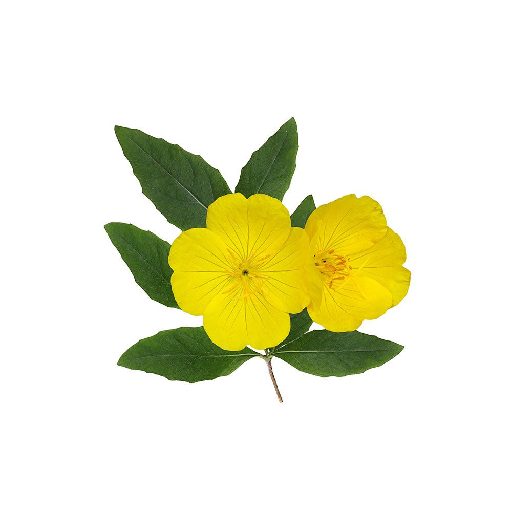 Evening Primrose (Oenothera semen) Dried Seeds - BIOKOMA® - Dried Herbs