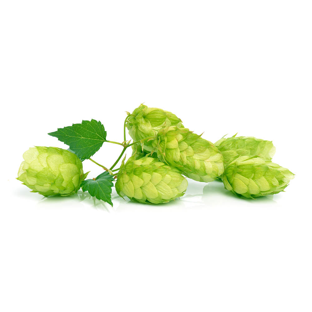 Hops (Humulus lupulus) Dried Flowers | Biokoma