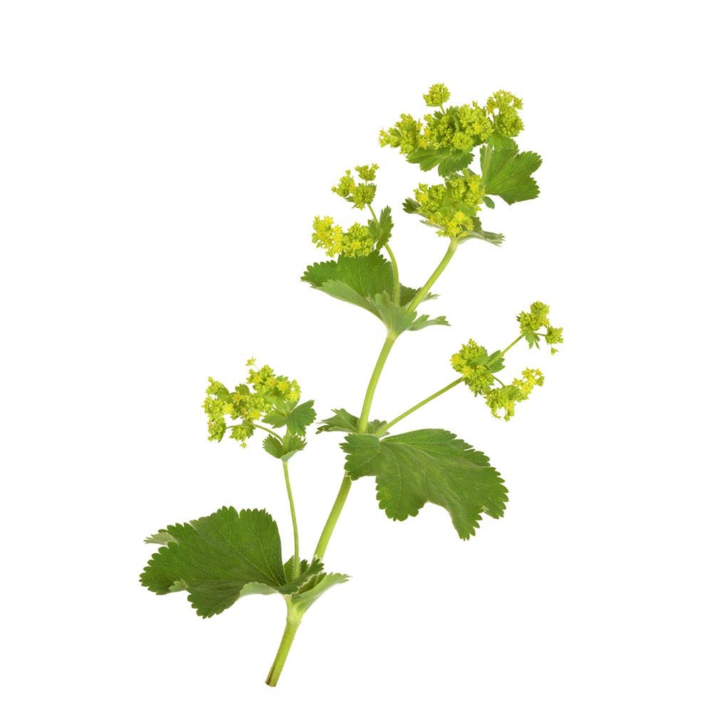 Lady's Mantle (Alchemilla vulgaris) Dried Herb - BIOKOMA® - Dried Herbs
