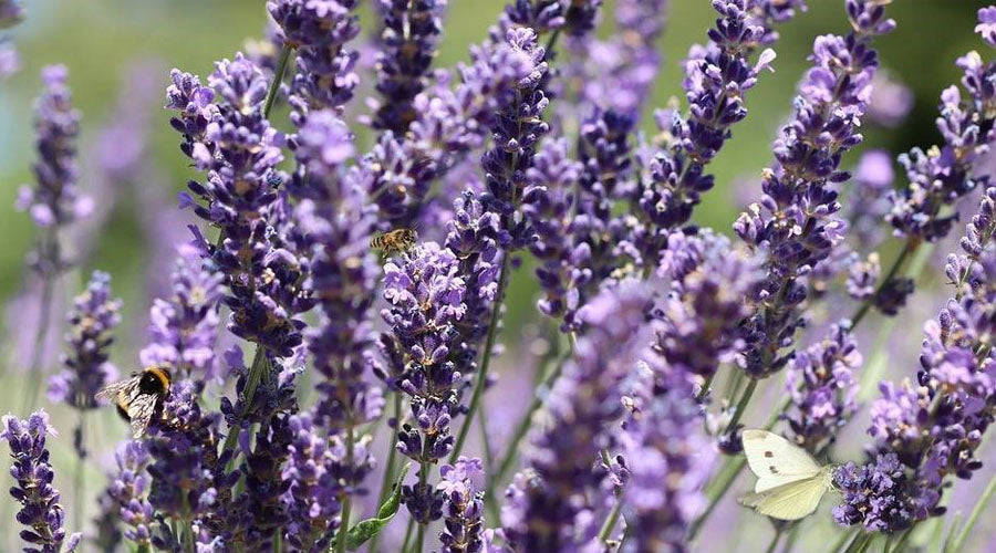 Lavender - a beautifully fragrant herb with valuable properties