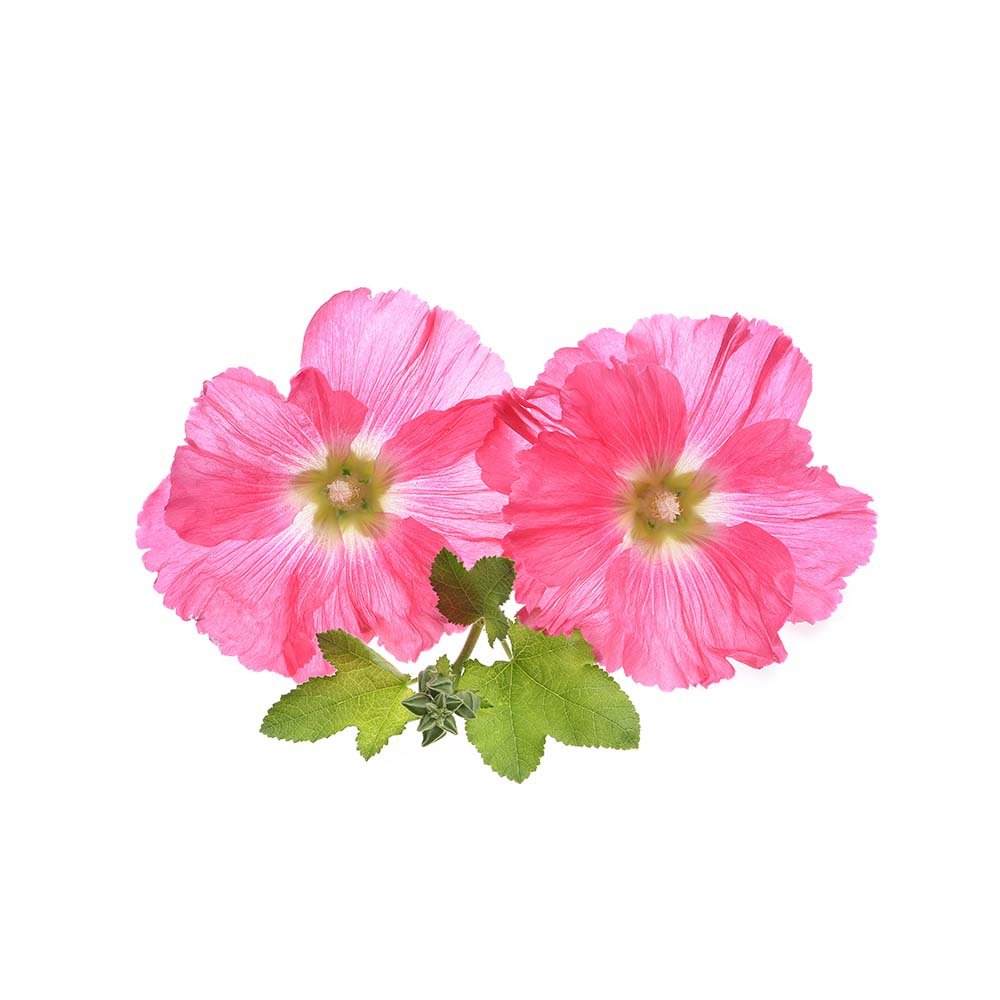 Marshmallow - BIOKOMA® - Dried Herbs