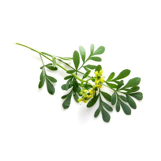 About Rue (Rutae herba) Dried Herb