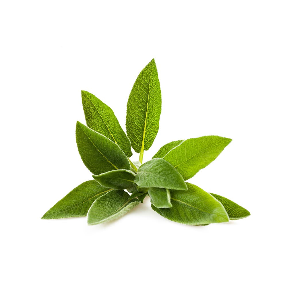 Sage (Salvia officinalis) Dried Leaves Herbal Tea