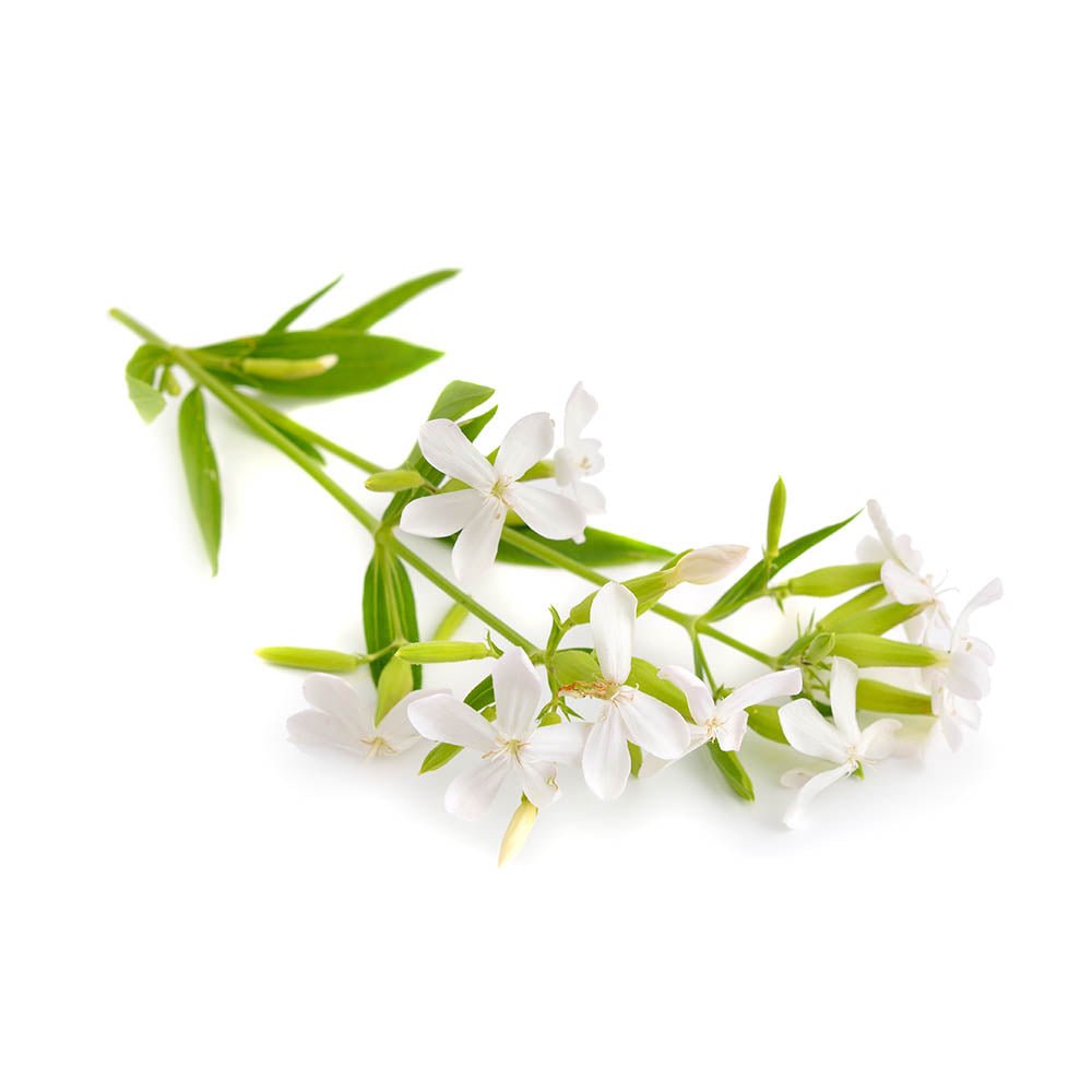 Soapwort (Saponaria officinalis) Dried Root Herb - BIOKOMA® - Dried Herbs