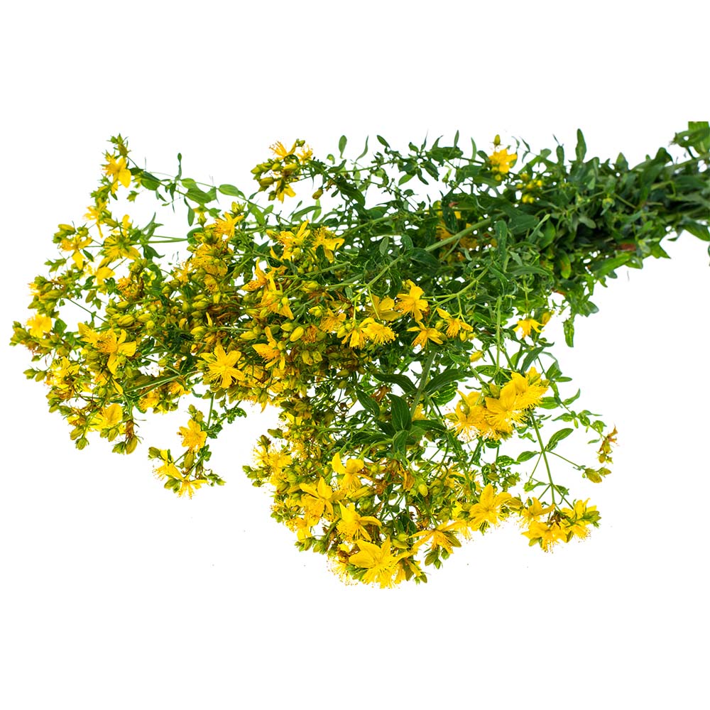 St. John’s Wort (Hyperici herba) Dried Herb | Biokoma