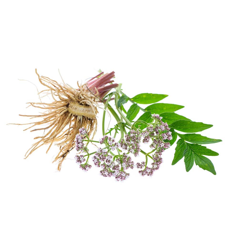 Valerian (Valeriana officinalis) Dried Root - BIOKOMA® - Dried Herbs