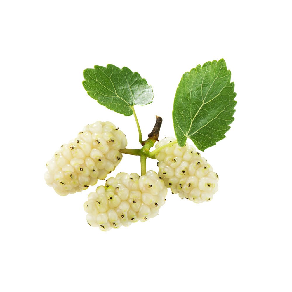 About Organic White Mulberry (Morus Alba) Dried Leaves Herb - BIOKOMA® - Dried Herbs