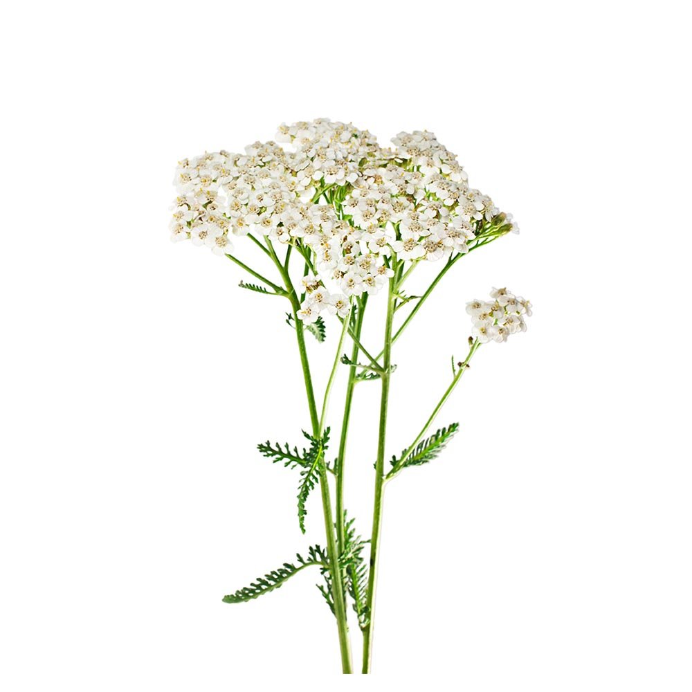 Yarrow (Achillea millefolium) Dried Herb - BIOKOMA® - Dried Herbs