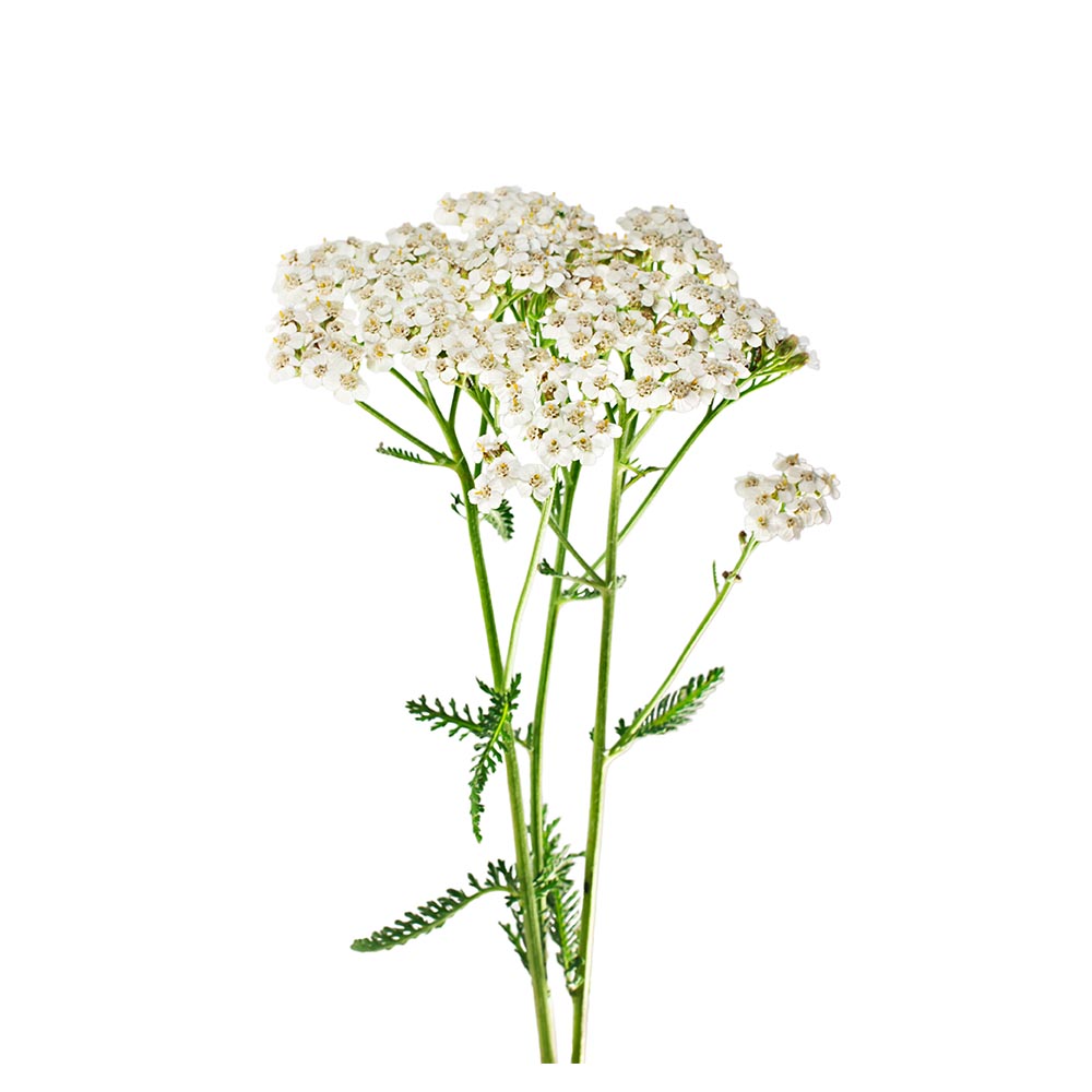 Yarrow (Achillea millefolium) Dried Herb | Biokoma