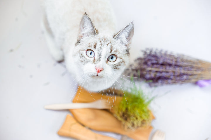 Have you tried Catnip tea? - BIOKOMA® - Dried Herbs