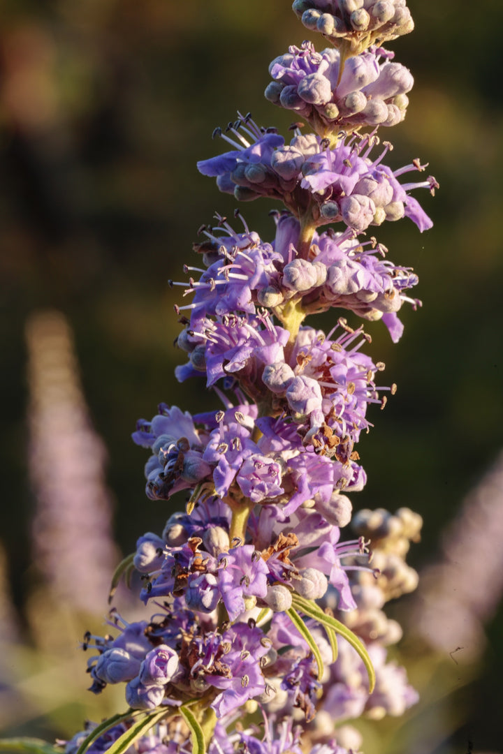 What is Chasteberry and what can it do for your health? - BIOKOMA® - Dried Herbs