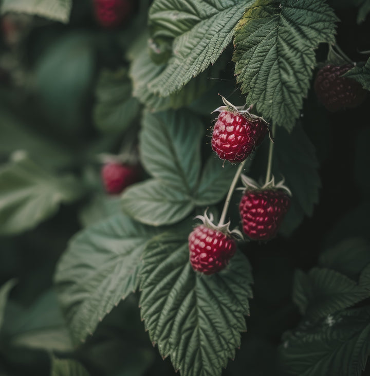 Raspberry leaf tea – when is it worth drinking? - BIOKOMA® - Dried Herbs