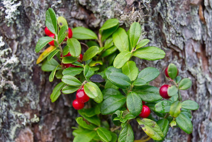 Uva Ursi - the best herb to treat urinary tract infections - BIOKOMA® - Dried Herbs