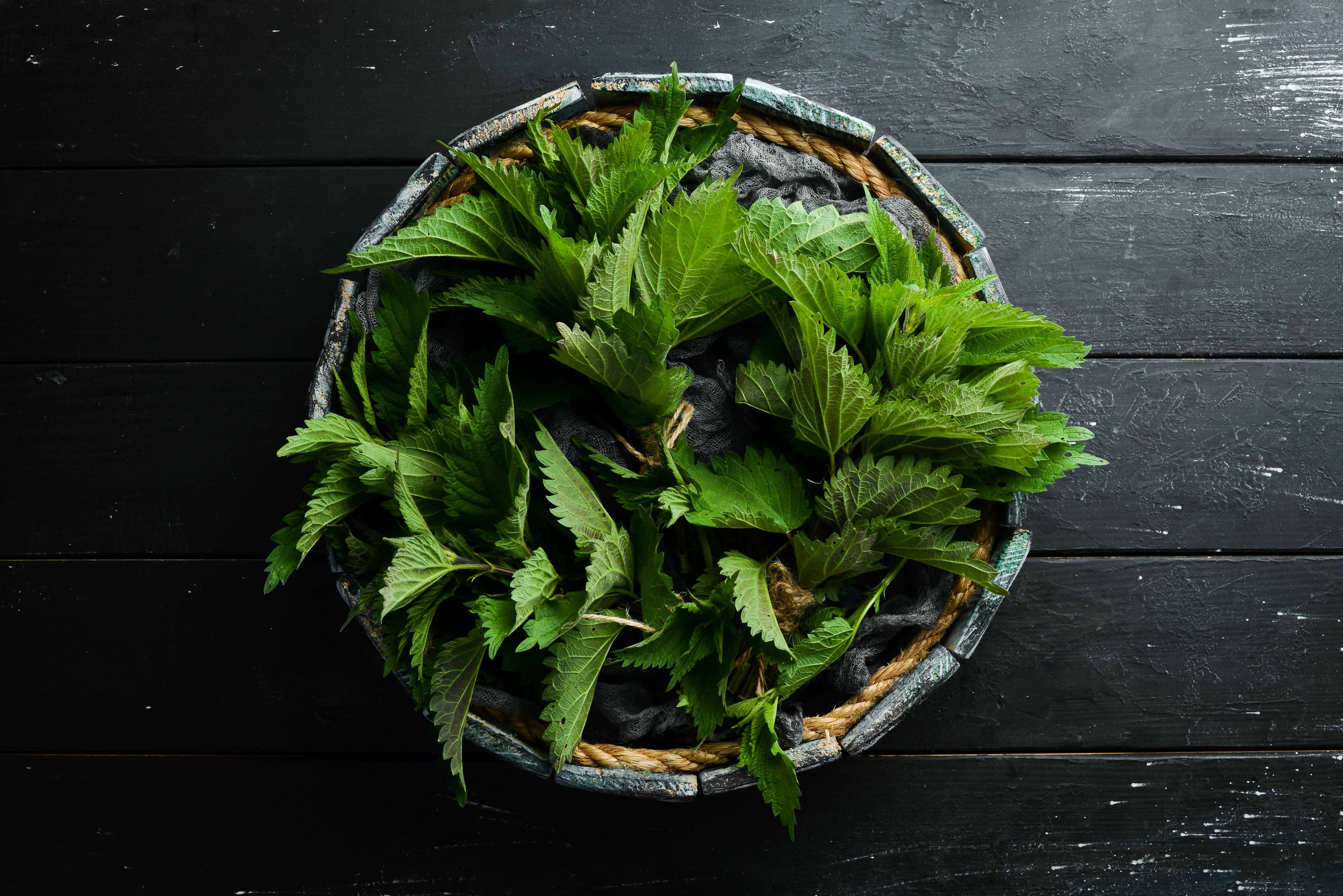 Health benefits of Nettle tea